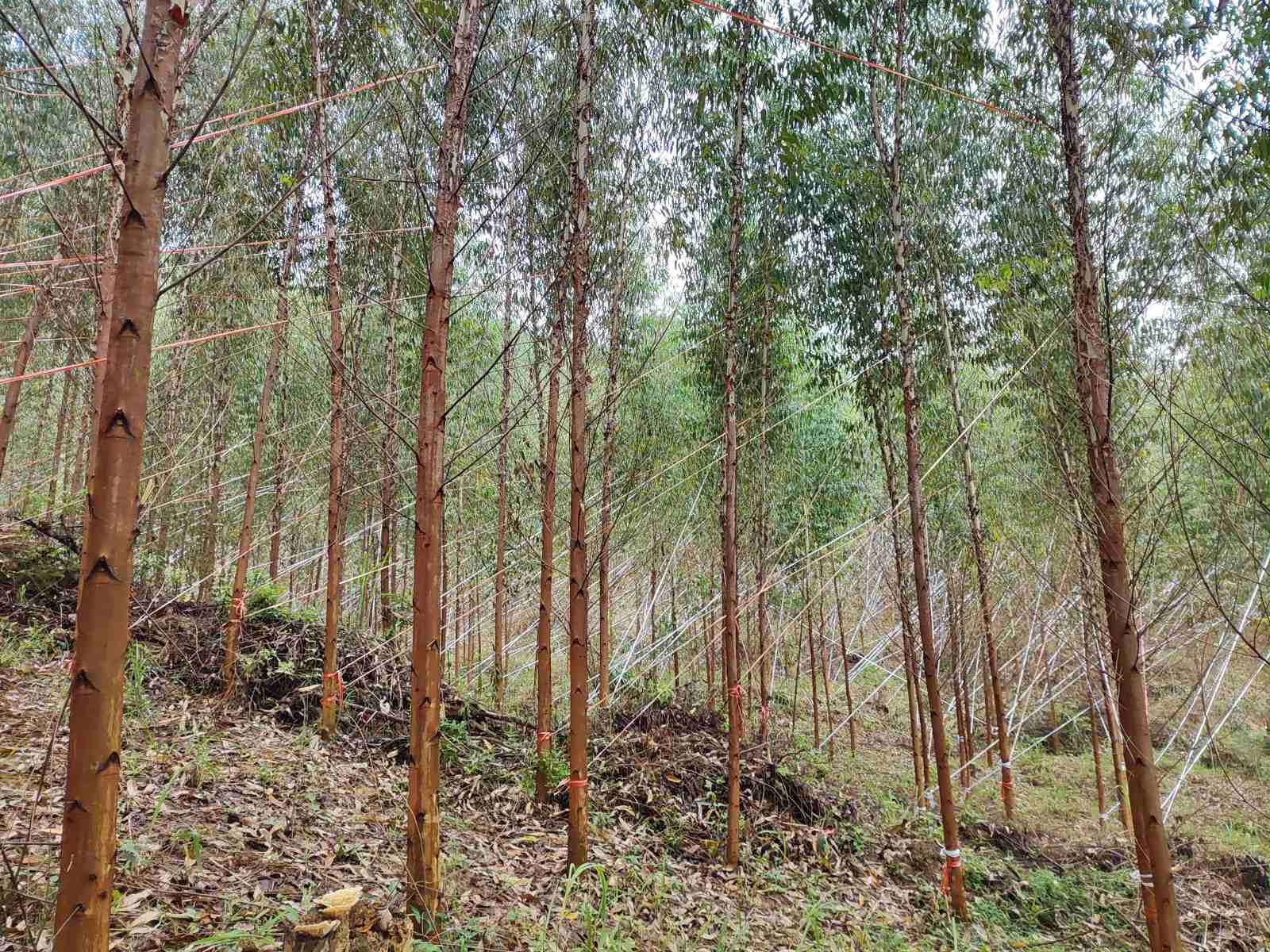 抗风扶树加固忙，，实时止损人不歇