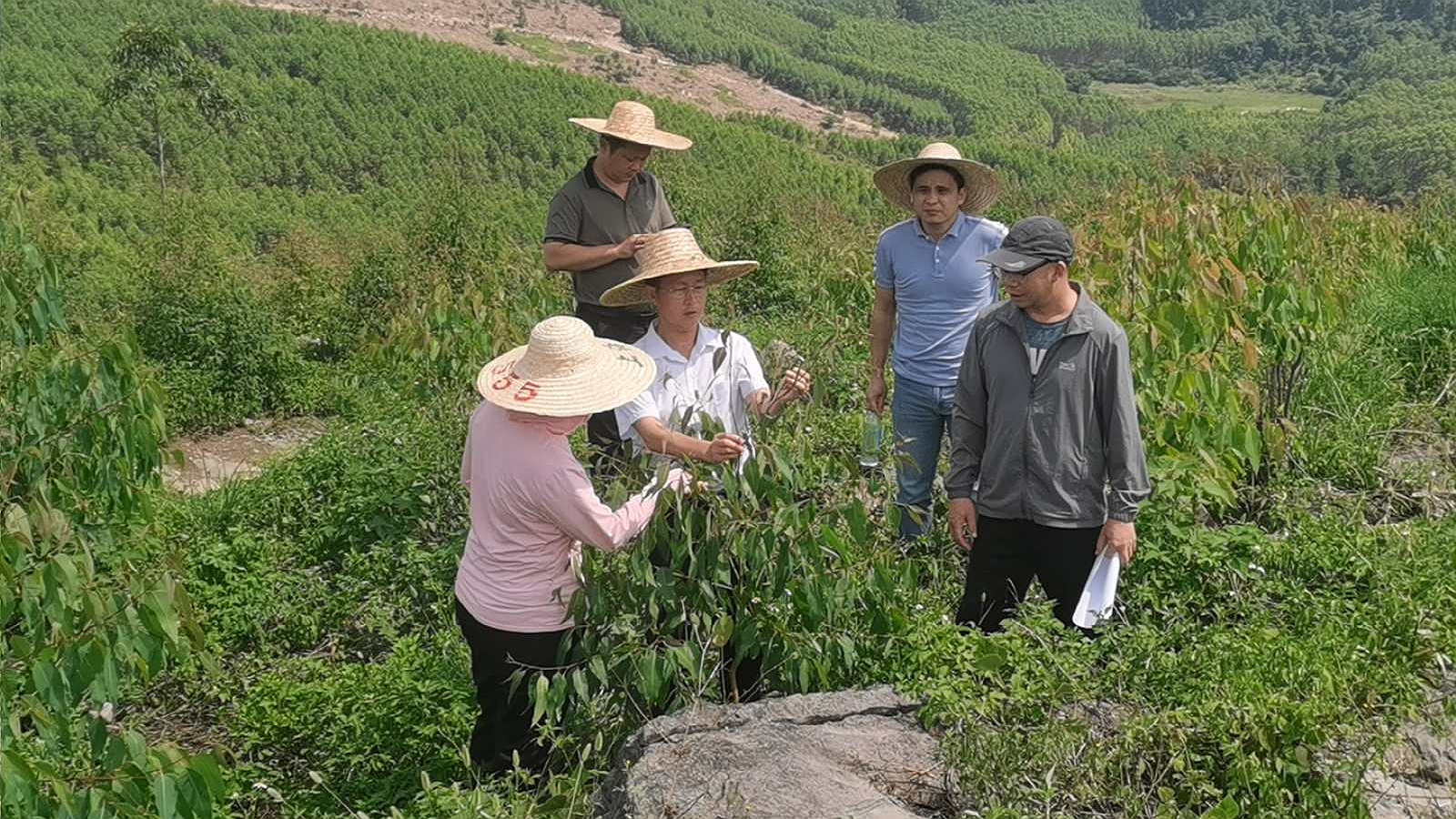 三门江林场副场长肖崇福到WG电子集团“双重”项目新造林地查抄领导工作